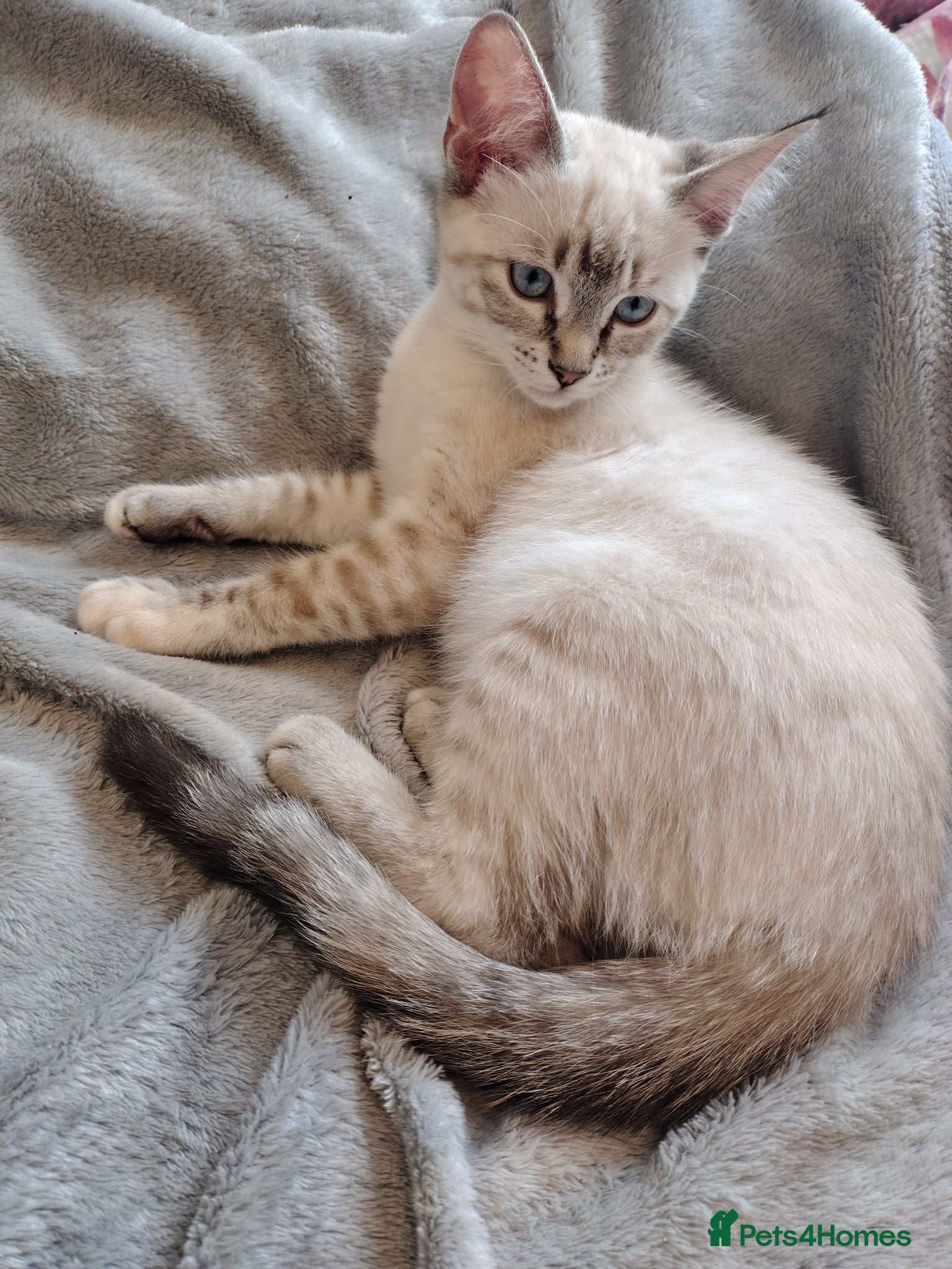 Mixed Breed cats 2 girls left Ragdoll x ginger mother - Advert 12