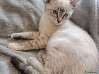 Mixed Breed cats 2 girls left Ragdoll x ginger mother - Advert 12