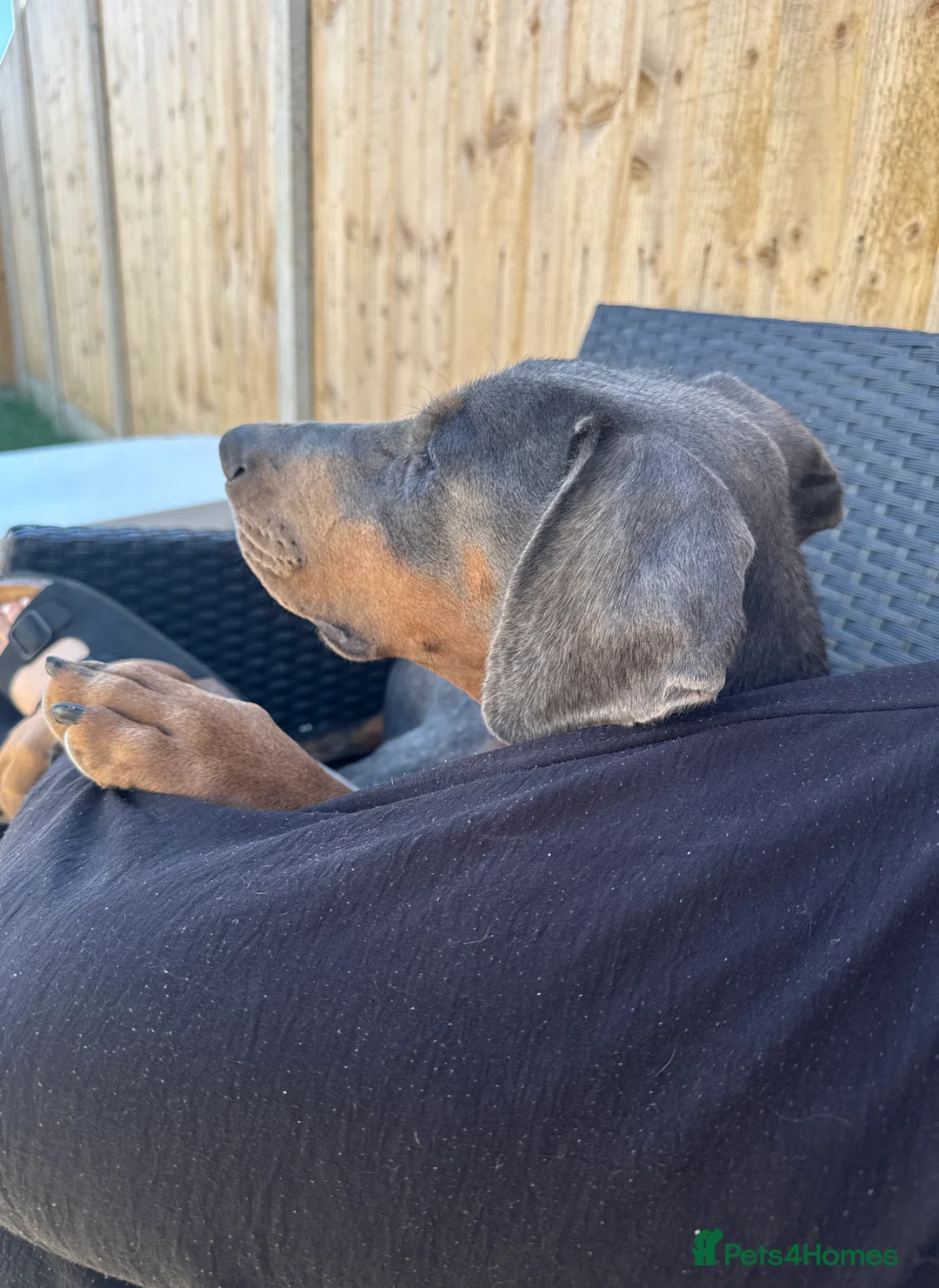 Dobermann dogs for sale: Female blue Doberman  - Advert 18