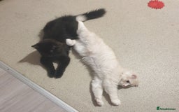 Mixed Breed cats for sale: Adorable Kittens♥️ - Image 3