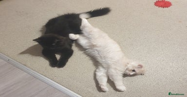Mixed Breed cats - Advert 8