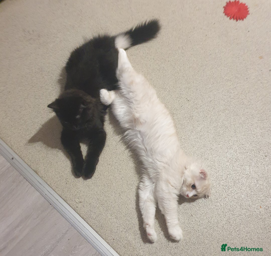 Mixed Breed cats for sale: Adorable Kittens♥️ - Image 3