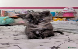 Domestic Shorthair cats for sale: Gorgeous male and female kittens for sale. - Image 2