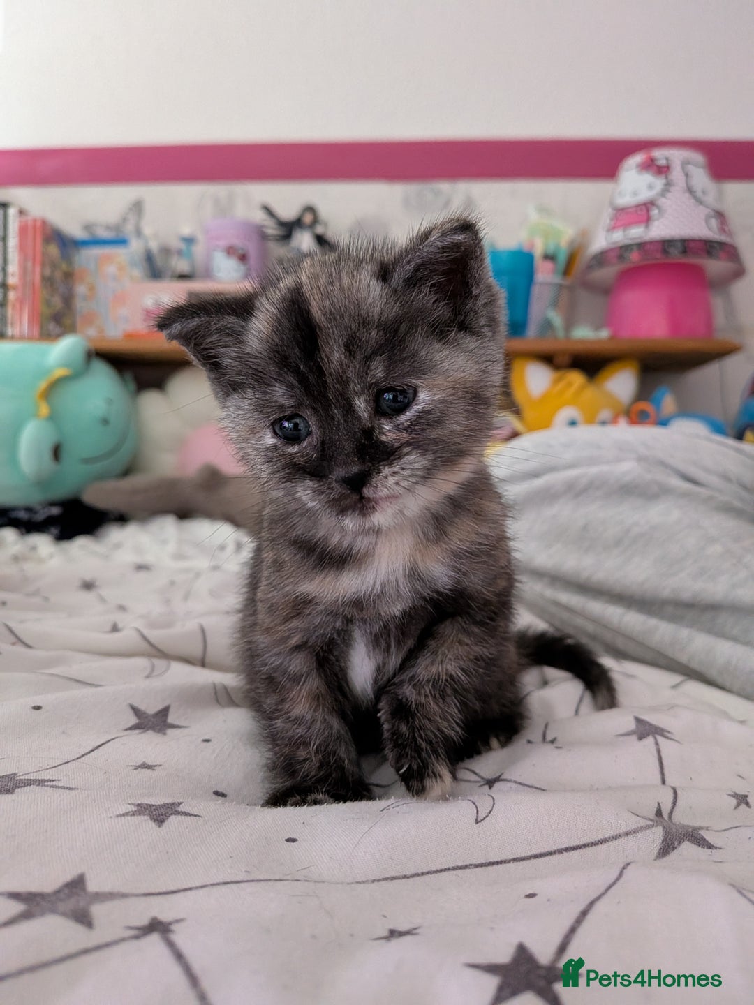 Domestic Shorthair cats for sale: Gorgeous male and female kittens for sale. - Image 2