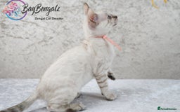 Bengal cats for sale: Champion line Superb Bengal Kittens  - Image 29