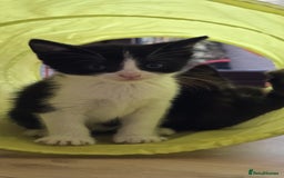 Mixed Breed cats for sale: Gorgeous mix breed kittens for sale!  - Image 4