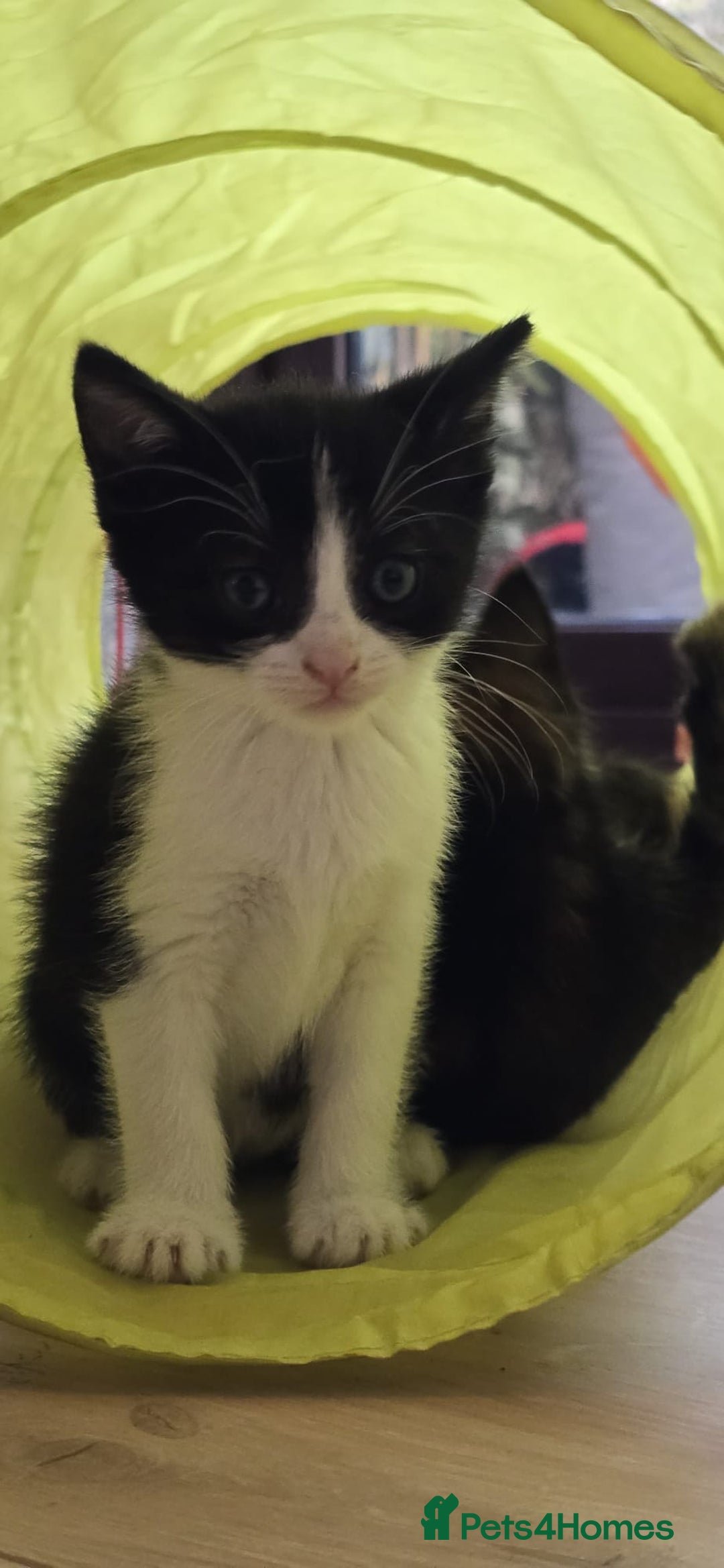 Mixed Breed cats for sale: Gorgeous mix breed kittens for sale!  - Image 4