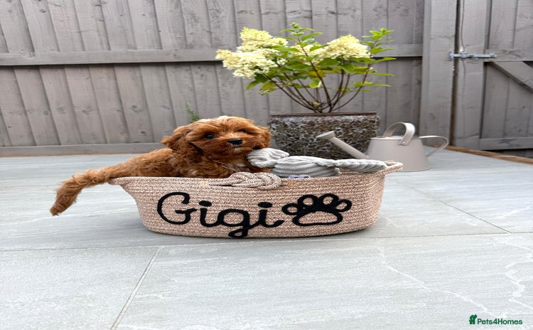 Cavapoo dogs - Advert 15