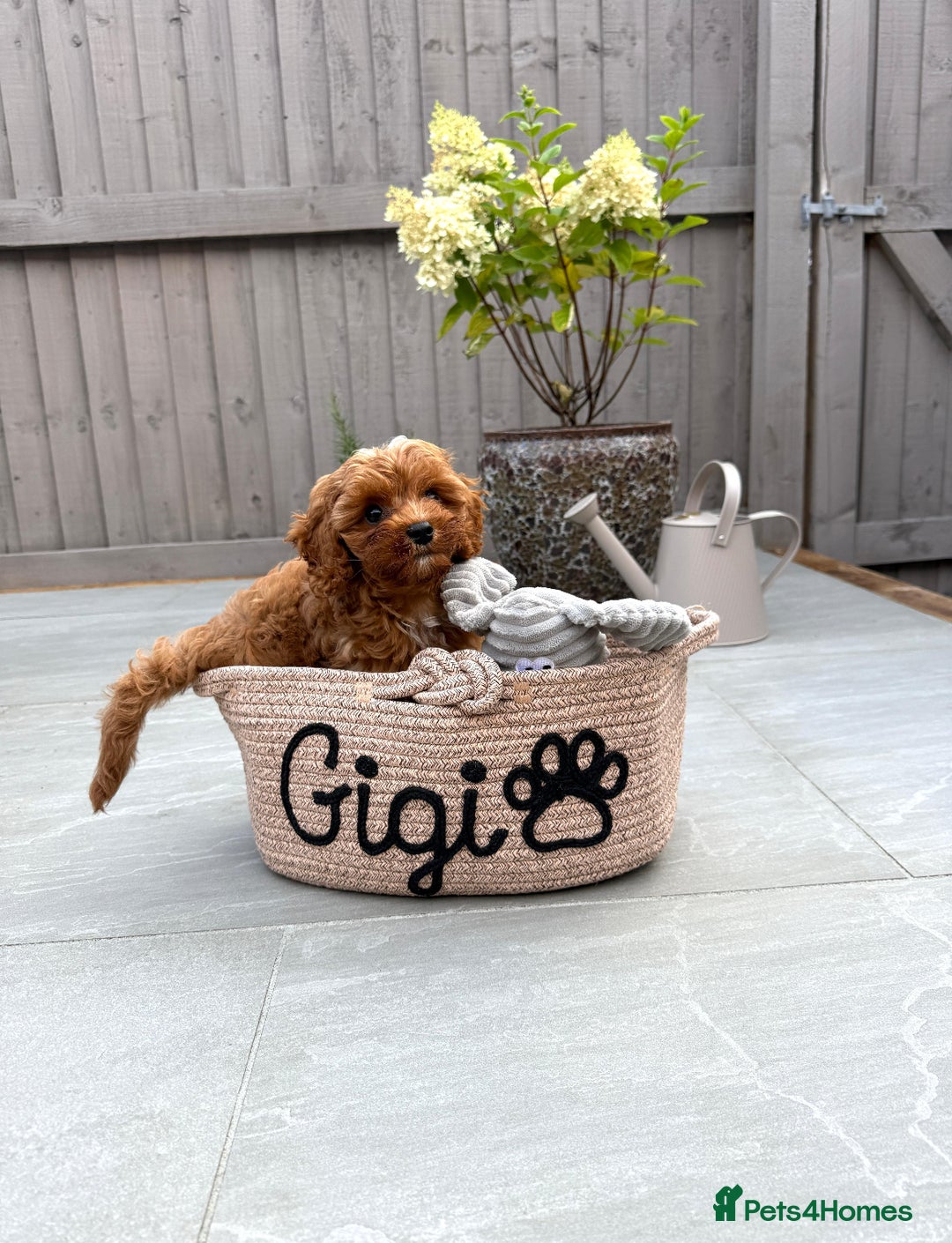 Cavapoo dogs for sale: Top Class Extensively tested Toy Cavapoo pups - Advert 1