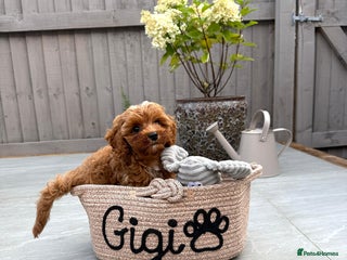 Cavapoo dogs - Advert 6
