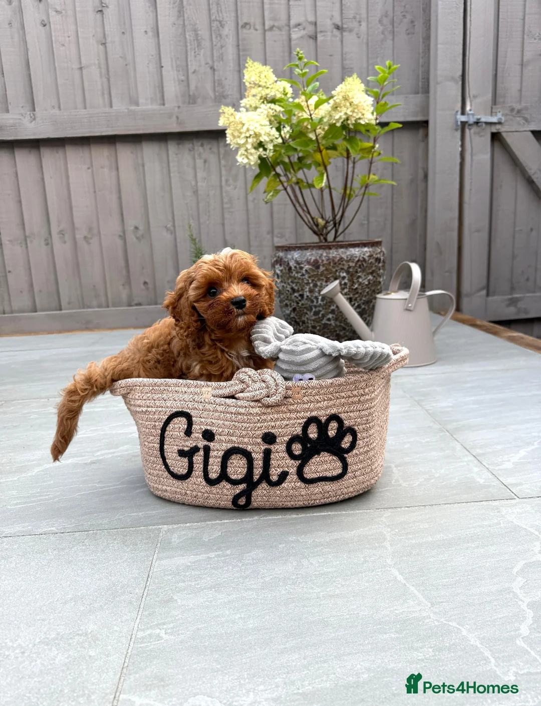 Cavapoo dogs for sale: Top Class Extensively tested Toy Cavapoo pups - Advert 1