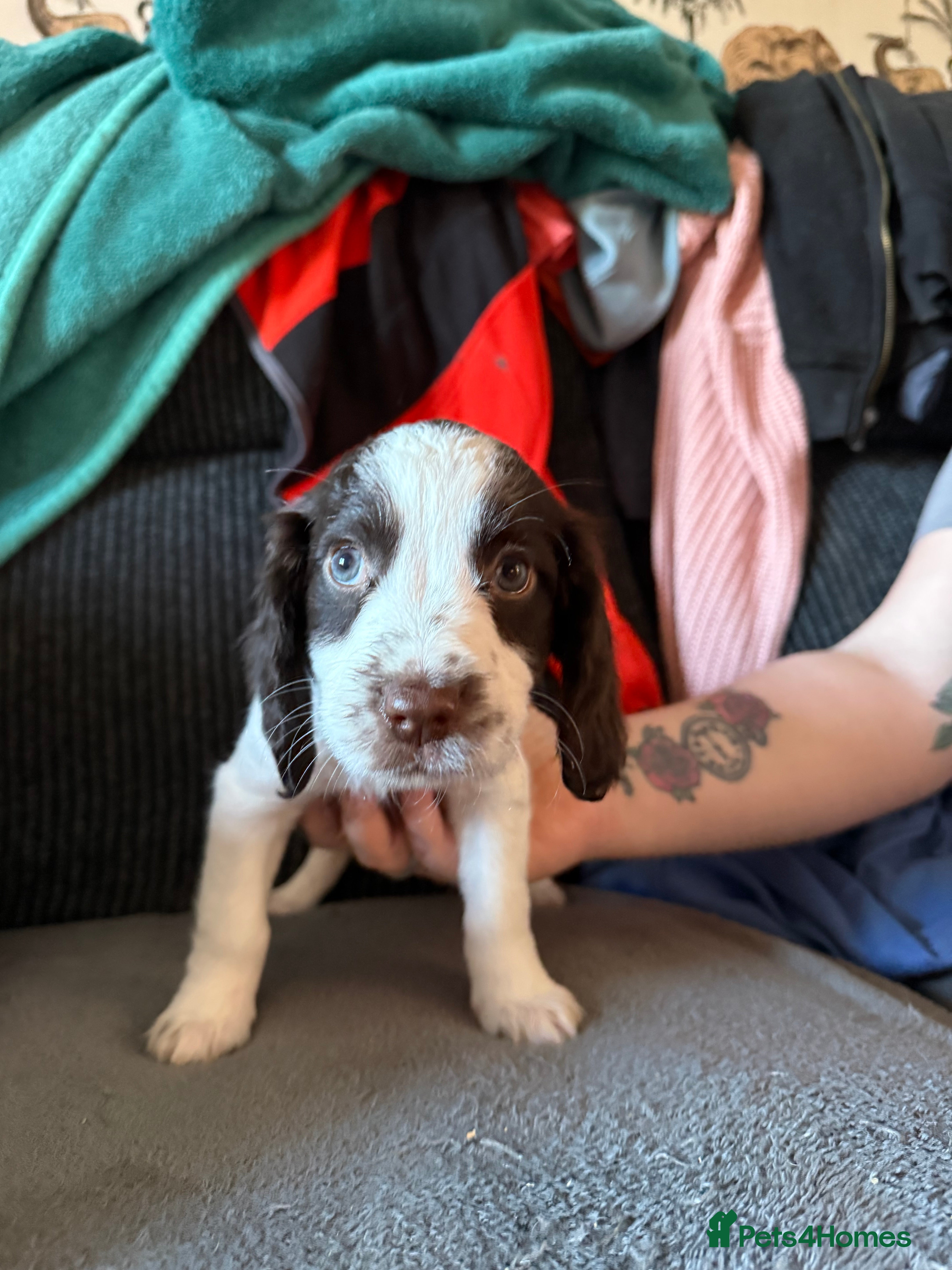 Sprocker dogs Sprocker ⭐️only 3 girls left ⭐️ - Advert 2