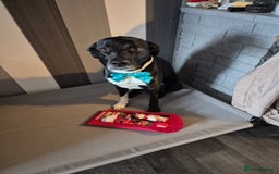 Mixed Breed dogs for sale: Hugo  - Advert 3