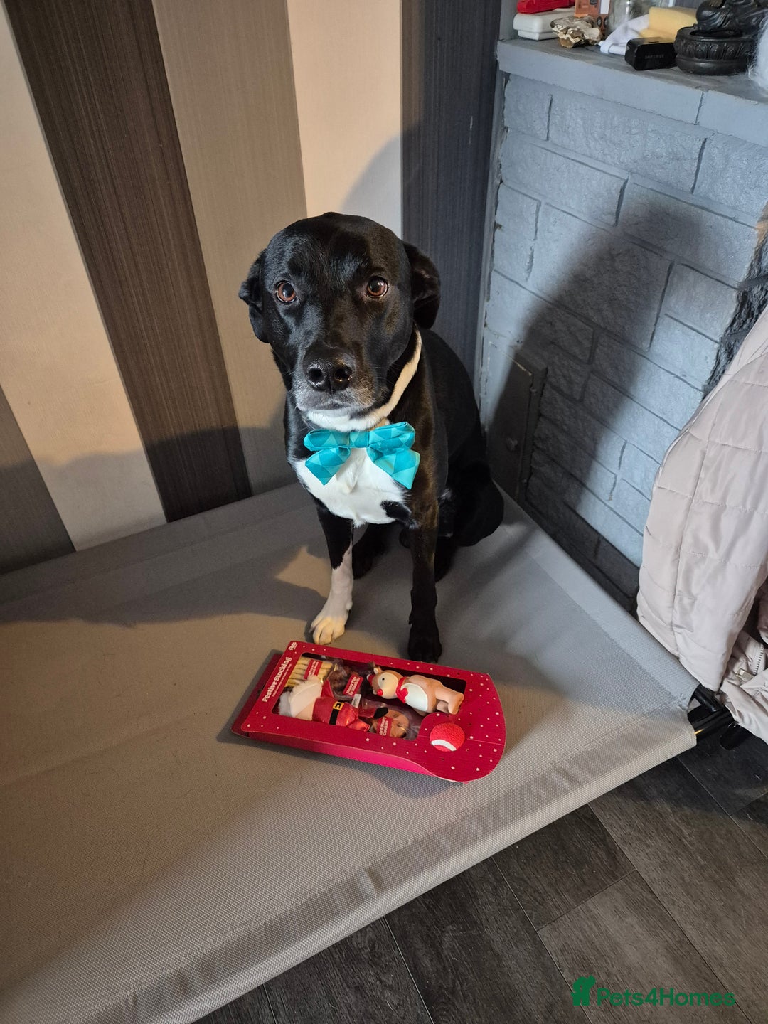 Mixed Breed dogs for sale: Hugo  - Advert 3