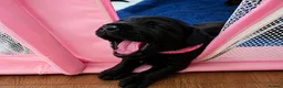 Labradoodle dogs for sale: Beautiful Labrador × Labradoodle Puppies  in Alfreton - Advert 7