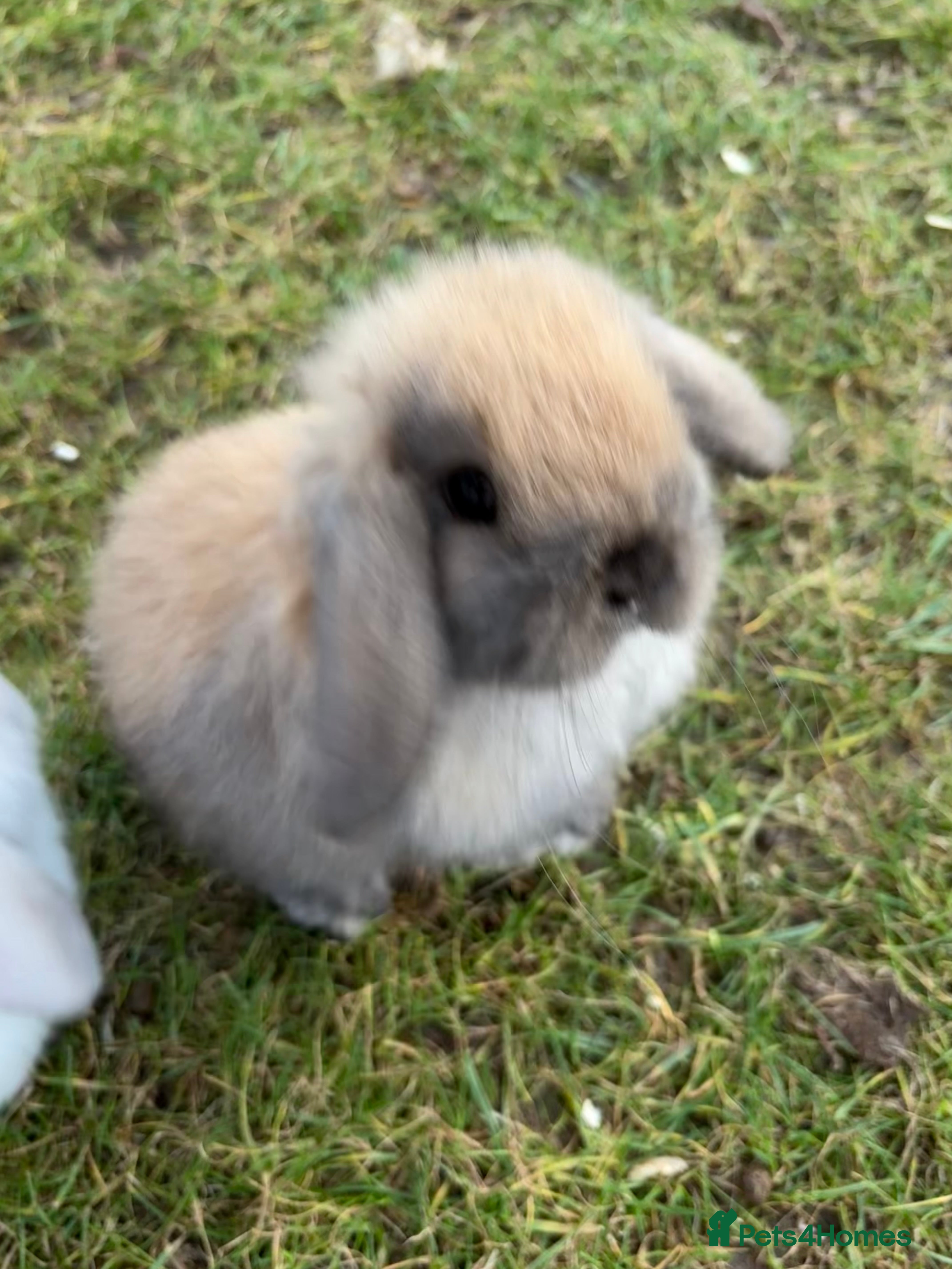 Mini Lop rabbits Mini lops vaccinated ready to leave - Advert 8