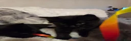 Mixed Breed cats for sale: Kittens for sale in Staines - Advert 5