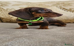 Dachshund dogs for sale: Dachshund puppies ready to leave  - Image 2
