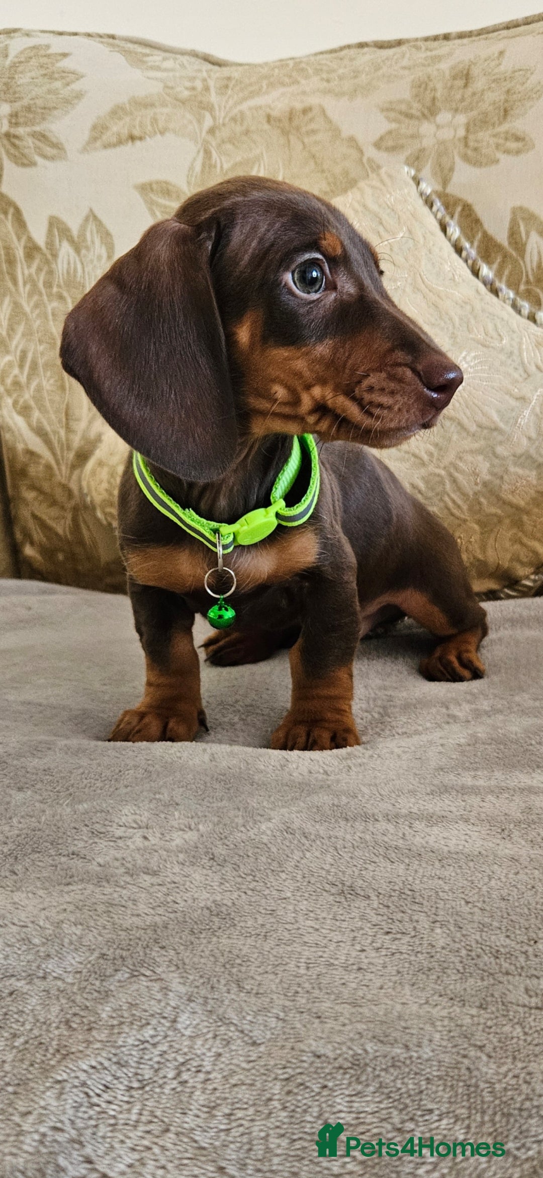 Dachshund dogs for sale: Dachshund puppies ready to leave  - Image 2