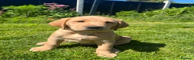 Labrador Retriever Puppy 2