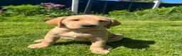 Labrador Retriever dogs for sale: 3 Labrador puppies for sale  - Advert 3