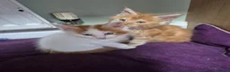Maine Coon cats for sale: Maine coon kittens  - Advert 7