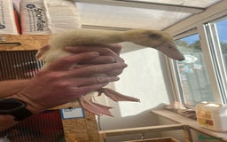 Ducks poultry for sale: Indian runner ducklings - Image 35