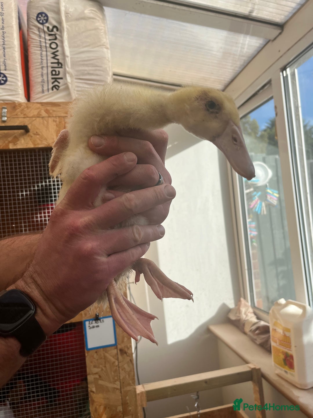 Ducks poultry for sale: Indian runner ducklings - Image 35