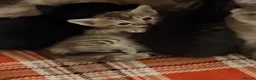Mixed Breed cats for sale: Tonkdoll/bengal kittens - Advert 7