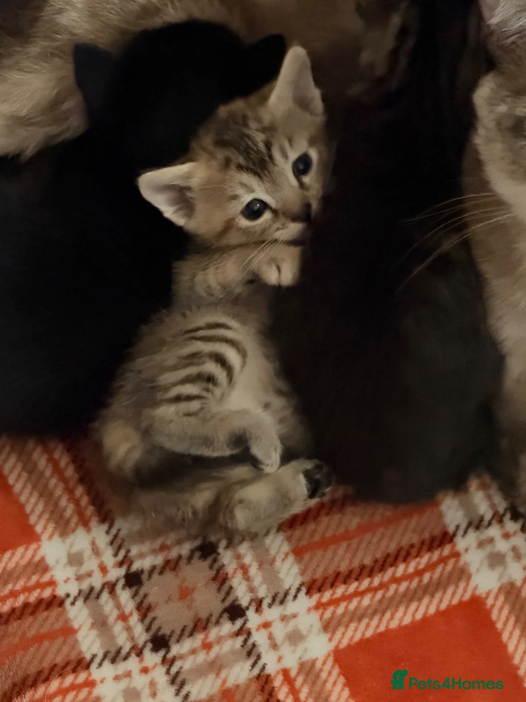 Mixed Breed cats for sale: Tonkdoll/bengal kittens - Advert 7