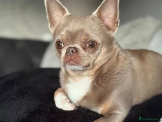 Chihuahua dogs Proven Stud in Tamworth - Advert 3
