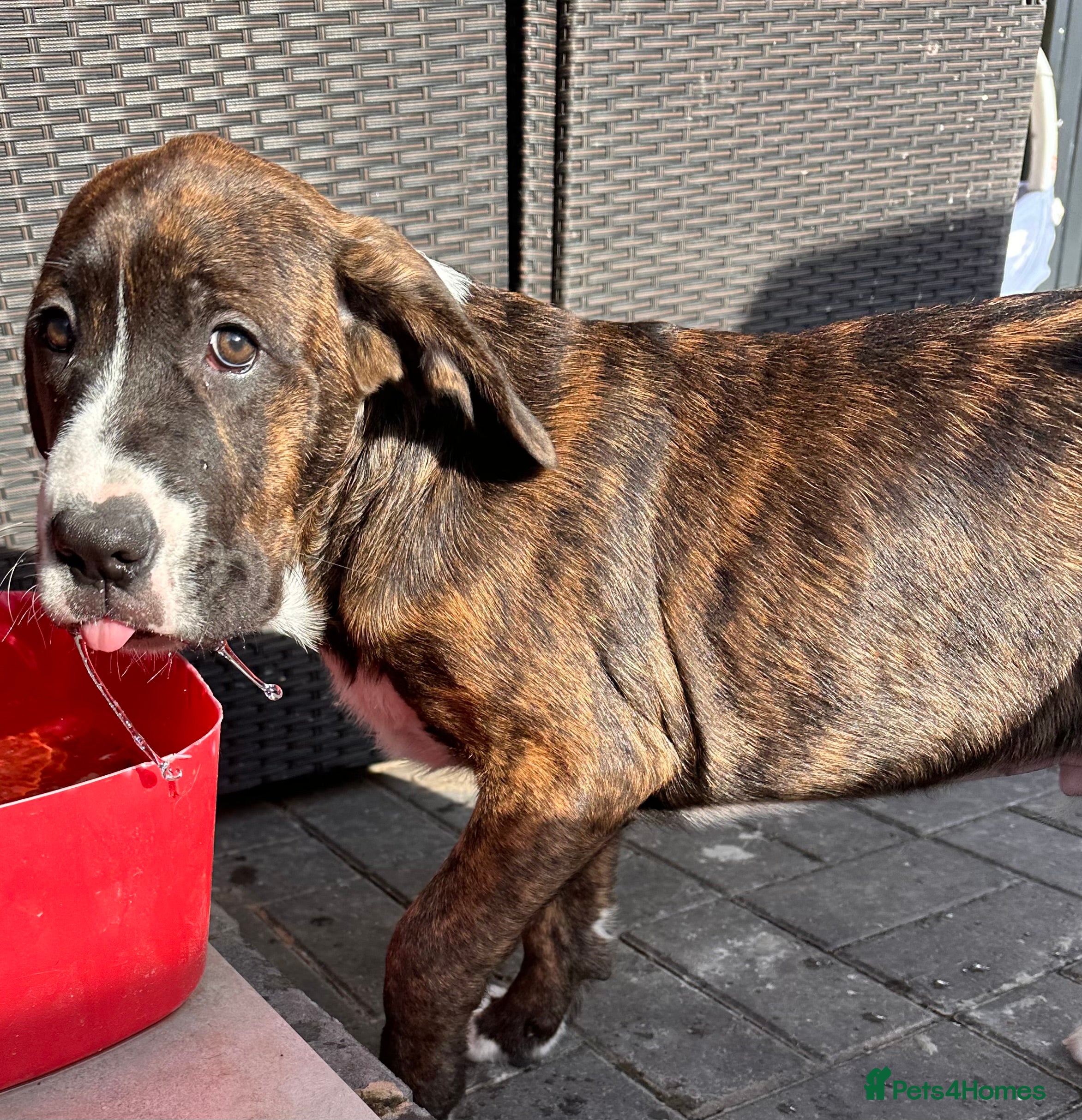 Mixed Breed dogs 🖤🤎2 🤎🖤Labrador-Cane Corso Puppies  - Advert 3