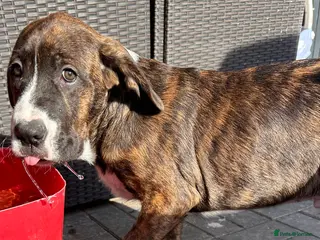 Mixed Breed dogs 🖤🤎2 🤎🖤Labrador-Cane Corso Puppies - Advert 16