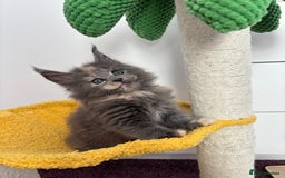 Maine Coon cats for sale: ✨7 Pure Bred Maine Coon Kittens✨ - Image 13