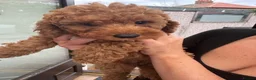 Cockapoo dogs for sale: Cockapoo babies in Warrington - Advert 6