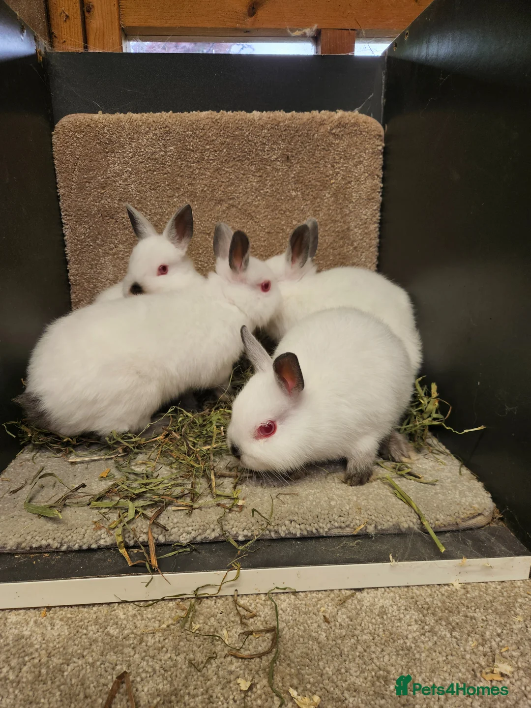 Netherland Dwarf rabbits for sale: Pure Bred Himalayan Dwarfs bucks and does  - Advert 7