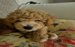 Miniature Poodle dogs for sale: Beautiful Miniature poodles  - Image 3