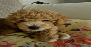 Miniature Poodle dogs - Advert 7