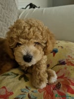 Miniature Poodle dogs - Advert 7