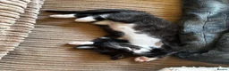Mixed Breed cats for sale: 4 kittens - 2 male, 2 female  - Advert 13
