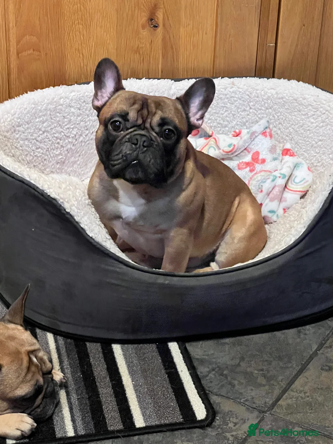 French Bulldog dogs for stud: Mani standard red silver fbce RFG 1  in Edinburgh - Advert 15