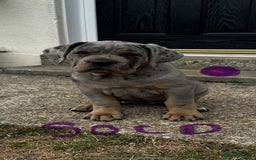Mixed Breed dogs for sale: HUGE “TRI” MERLE CANE CORSO PUPPIES FOR SALE - Image 1