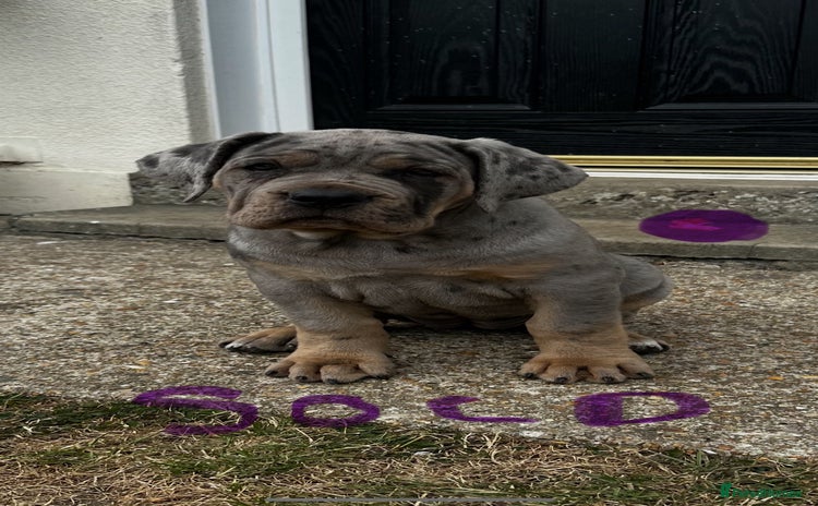 Mixed Breed dogs - Advert 1