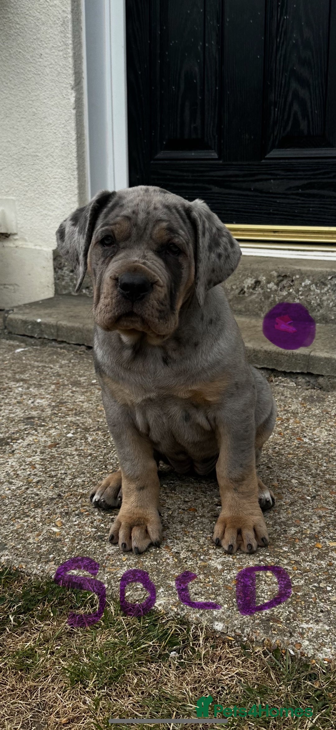 Mixed Breed dogs for sale: HUGE “TRI” MERLE CANE CORSO PUPPIES FOR SALE - Image 1