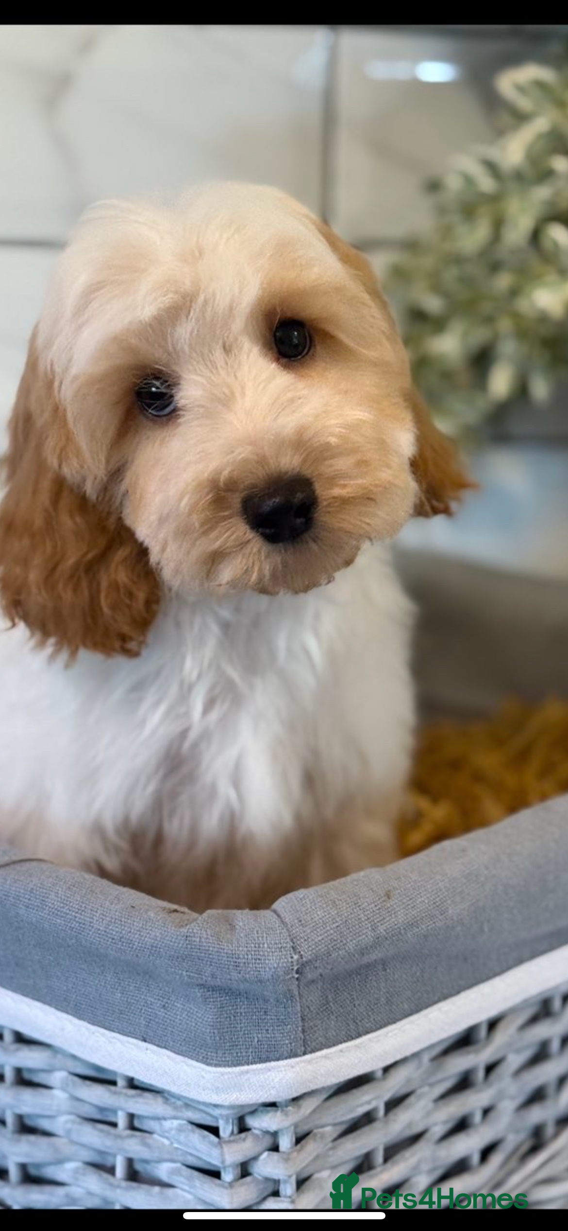 Cockapoo dogs Quality cockapoo boys ❤️ - Advert 10