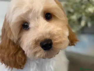 Cockapoo dogs Quality cockapoo boys ❤️ - Advert 1