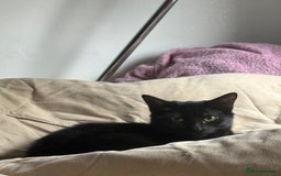 Mixed Breed cats for sale: Black kitten - Advert 7