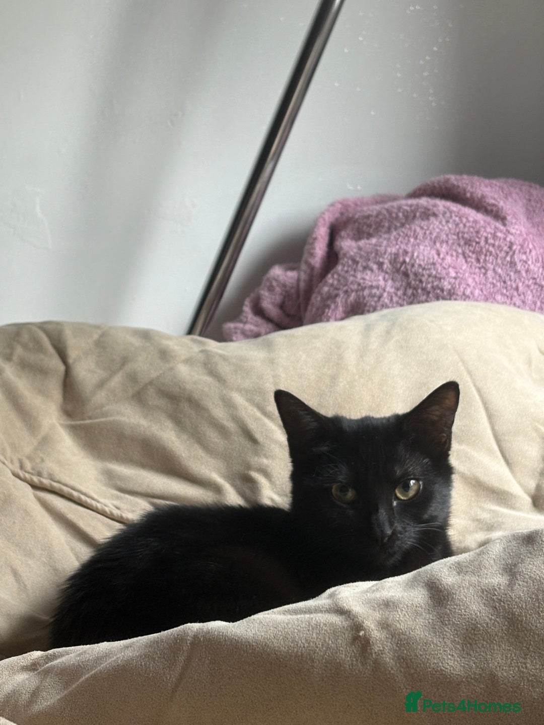 Mixed Breed cats for sale: Black kitten - Advert 7