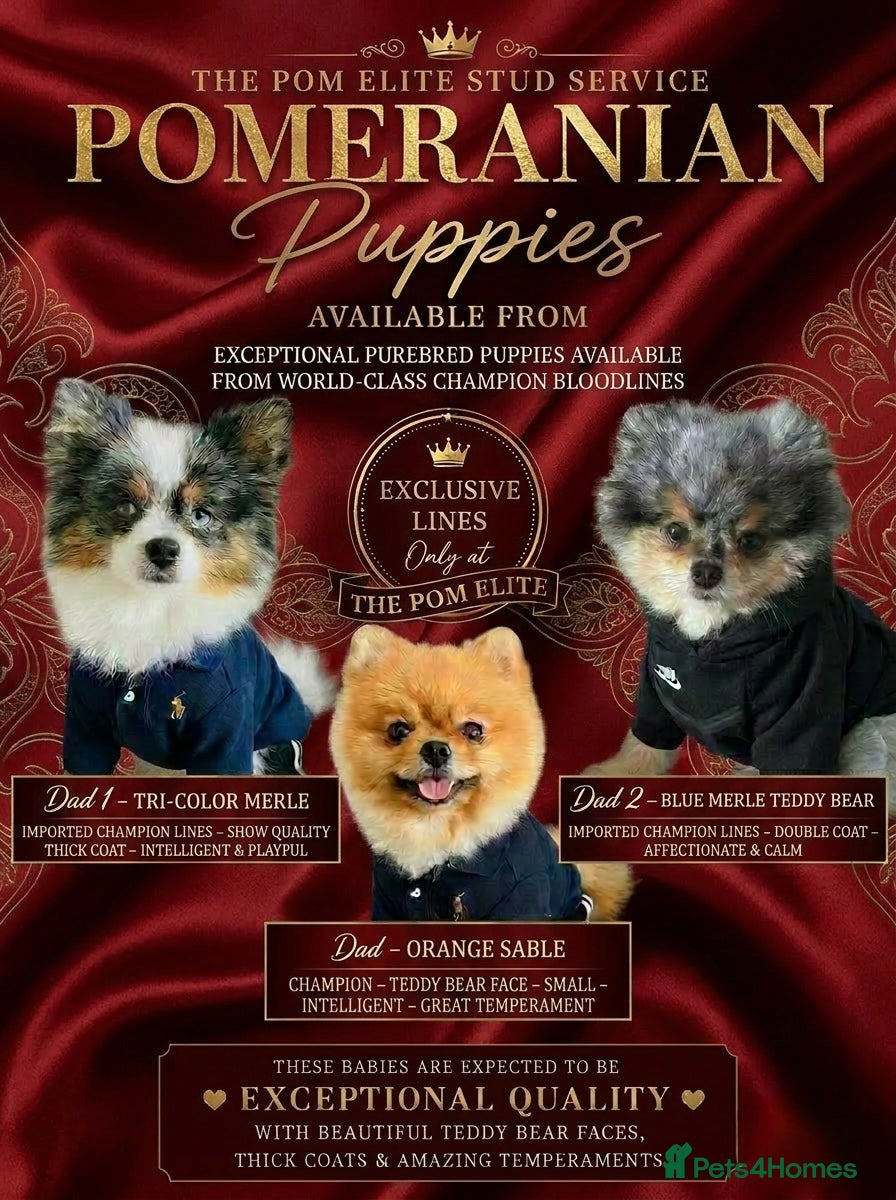 Pomeranian dogs 💙✨BLUE & HAZEL EYES 👀 EXPERIENCED POM STUDS🏆 - Advert 9