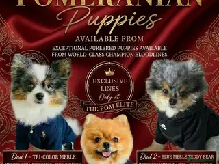 Pomeranian dogs 💙✨BLUE & HAZEL EYES 👀 EXPERIENCED POM STUDS🏆 - Advert 1
